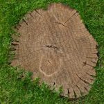 Stump Grinding