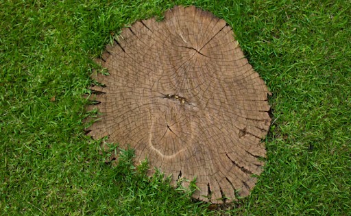 How Stump Grinding Helps You Create a Cleaner and Safer Outdoor Space